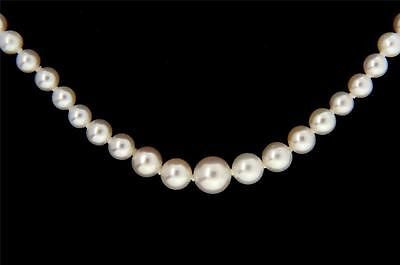 Vintage 18 Inch Graduated Cultured Akoya Pearl Necklace 110 Pearls 7mm to 3mm – image 4